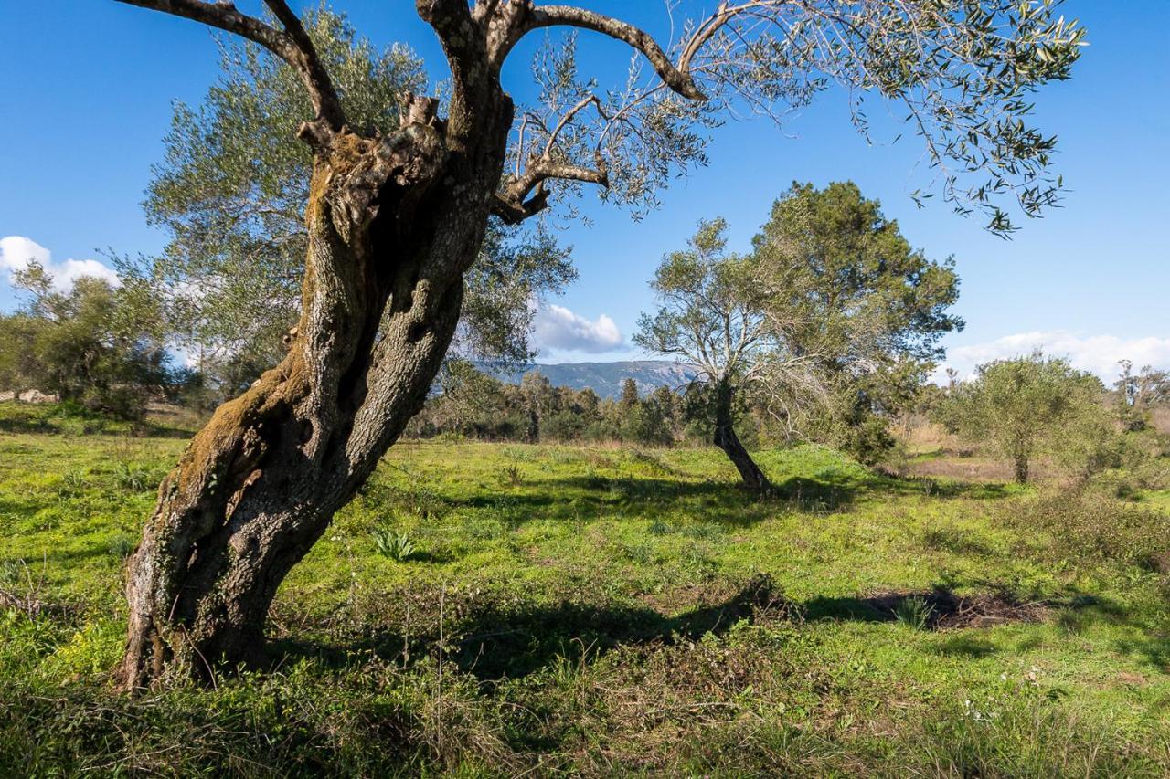 Merlyn Rooms Into The Nature, 100M From The Beach Dafnila Extérieur photo
